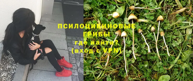 Псилоцибиновые грибы MAGIC MUSHROOMS  цена   Азов 